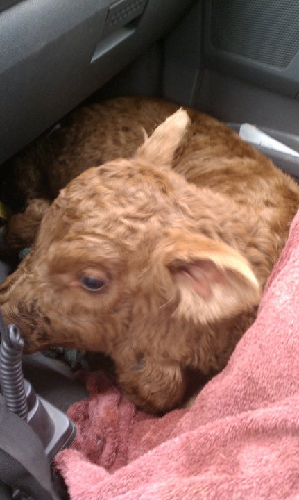 That's a calf in the front seat of the truck in 2011.